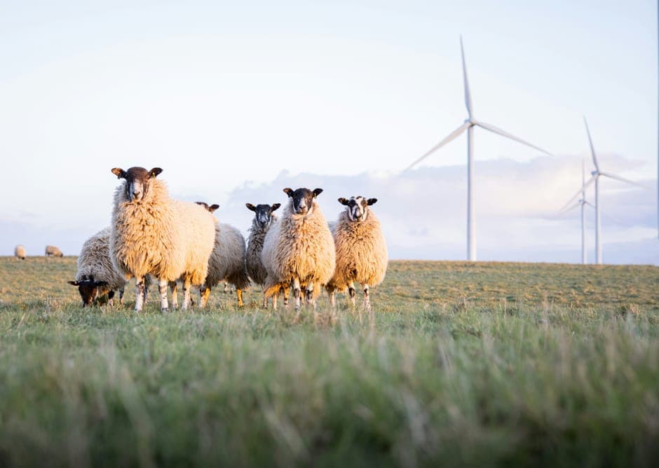 Sheep standing in a field with wind turbines behind them