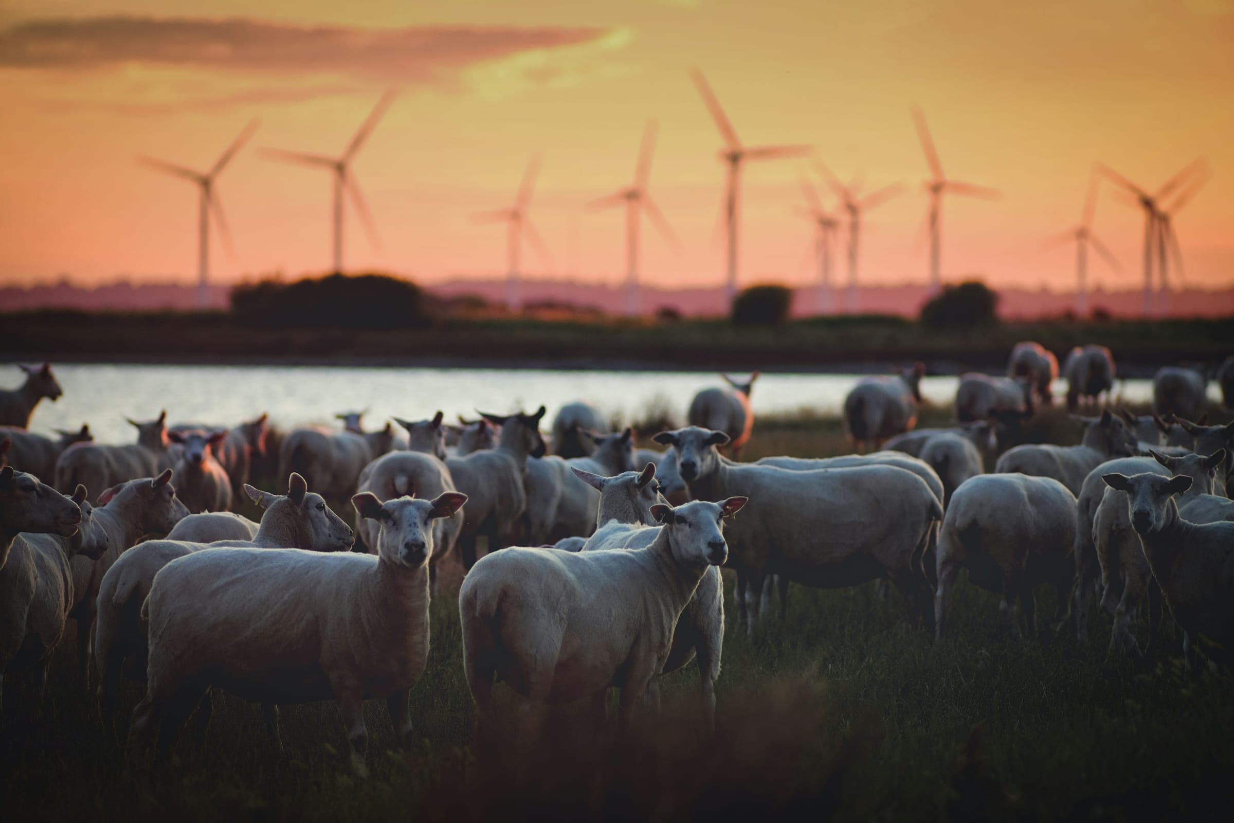 A flock of sheep grazing at dusk with wind turbines on the horizon
