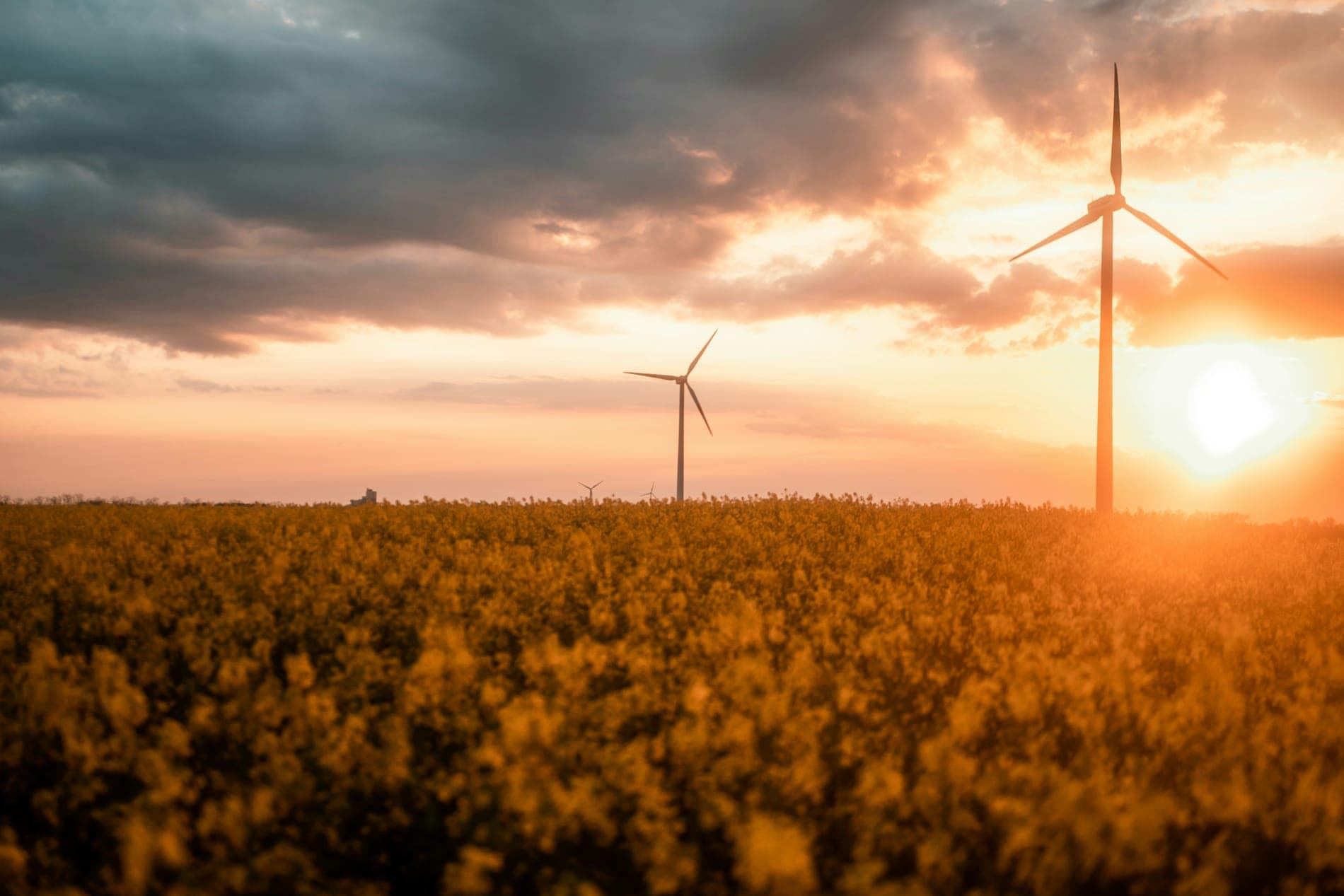 A wind turbine at sunset above a field of yellow flowers