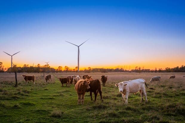 Cattle grazing in a meadow with a wind turbine at dusk