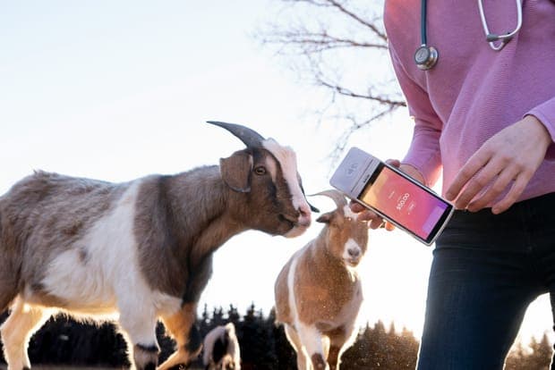Two goats and a person holding a card reader
