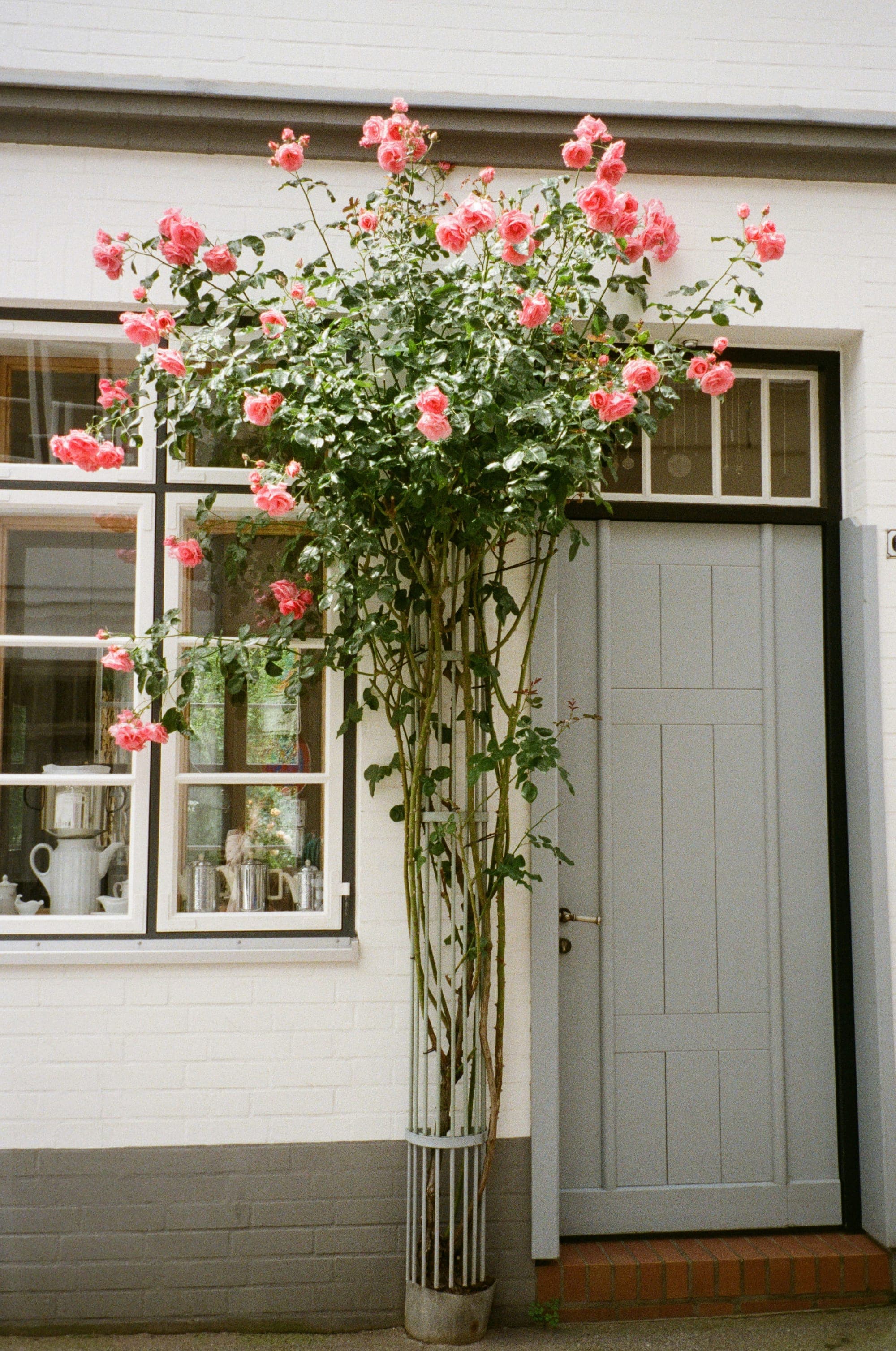 A rose bush climbing beside a white door